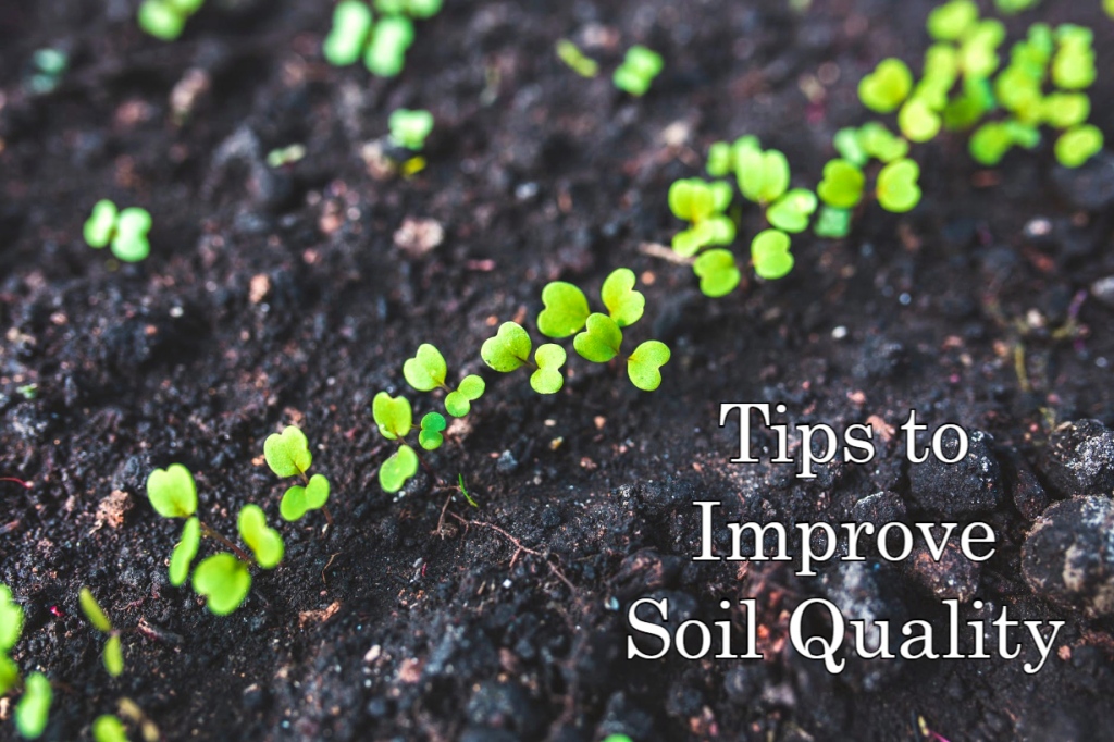 Garden Soil Maintenance Ideas